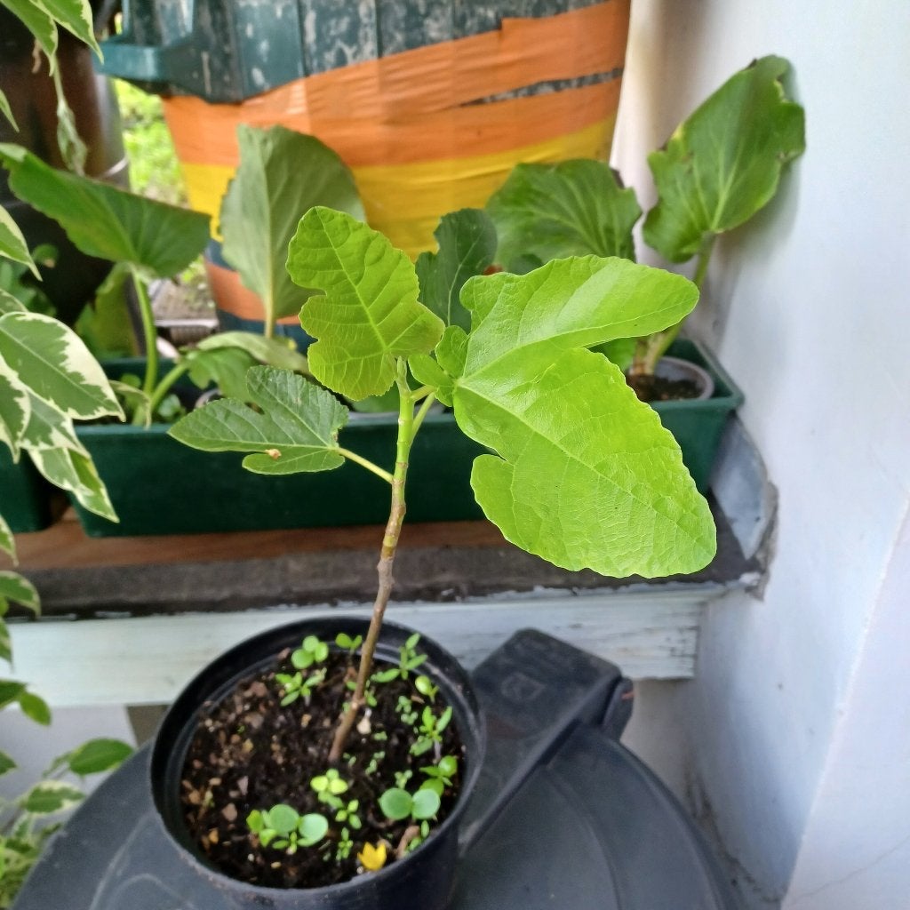 Figuier, Jardin & Terrasse, Plantes | Arbres fruitiers, Figuier, Été, En pot, Plein soleil