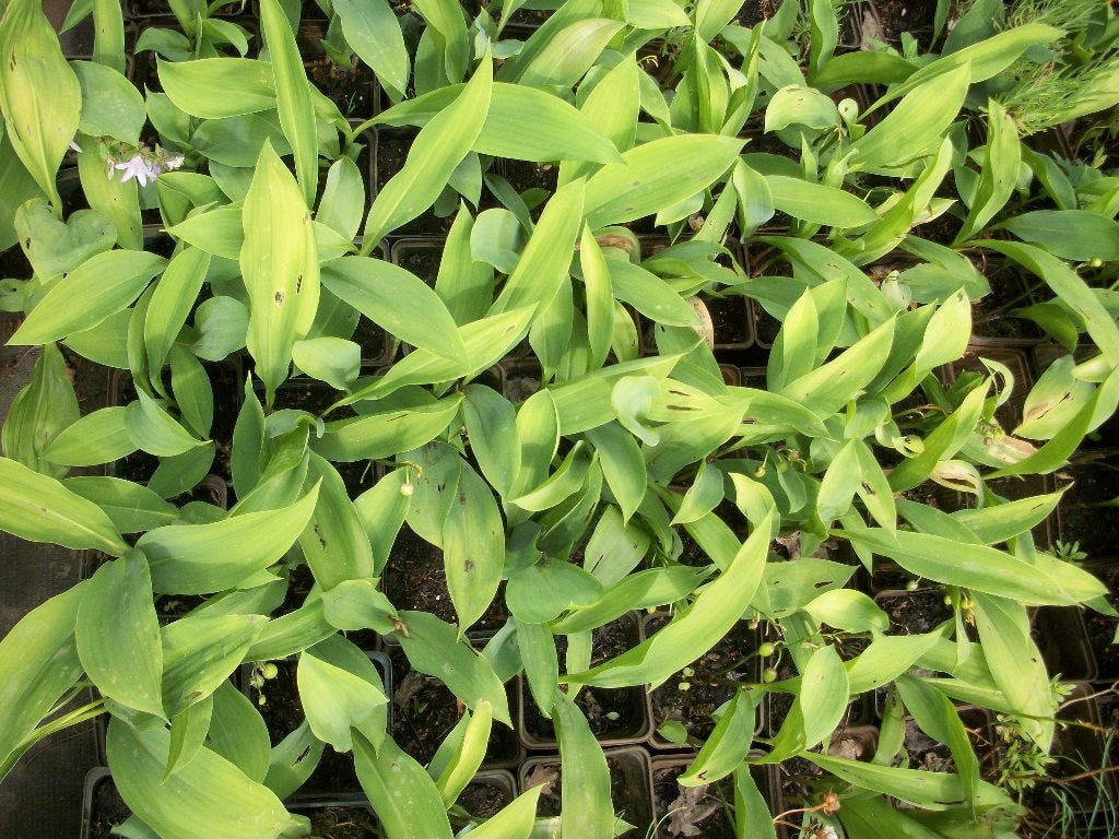 Meiklokjes of Lelietje van dalen, Tuin en Terras, Planten | Tuinplanten, Ophalen, Bodembedekkers, Vaste plant, Halfschaduw