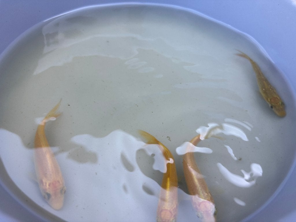 4 koi +-9cm, Dieren en Toebehoren, Vissen | Vijvervissen, Karper of Koi