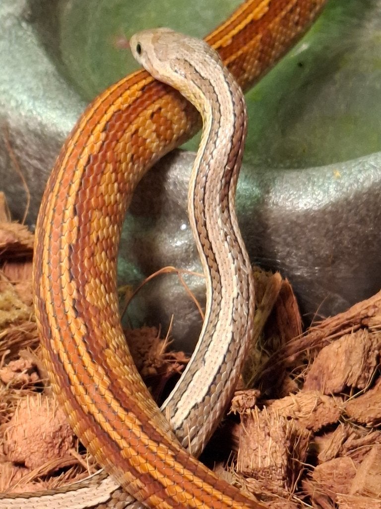 9 korenslangen te koop, Serpent, Domestique, 0 à 2 ans