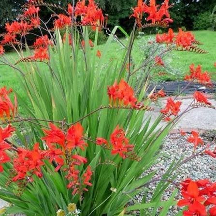 Crocosmia 'Lucifer', Tuin en Terras, Volle zon, Vaste plant, Zomer, Ophalen