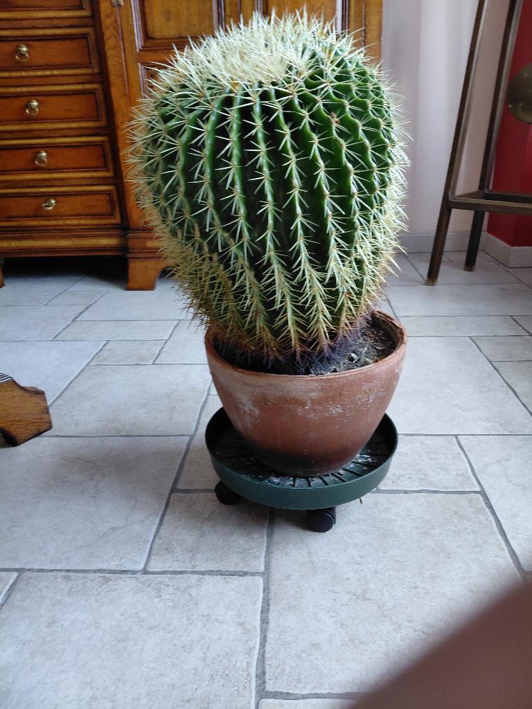 cactus coussin de belle mere, Enlèvement, Cactus, En pot, Plein soleil