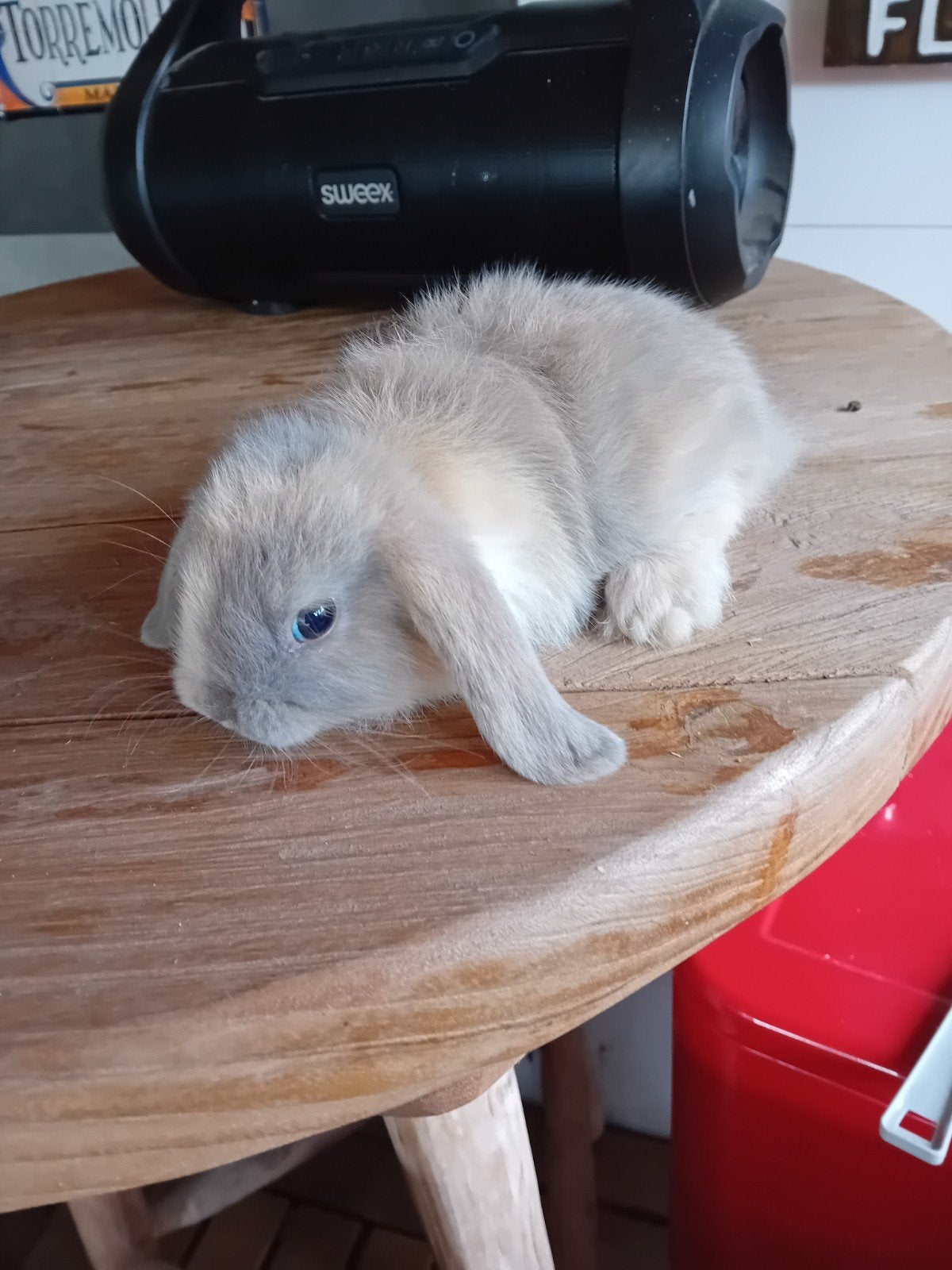 mooie dwerghangoor konijntjes, Animaux & Accessoires
