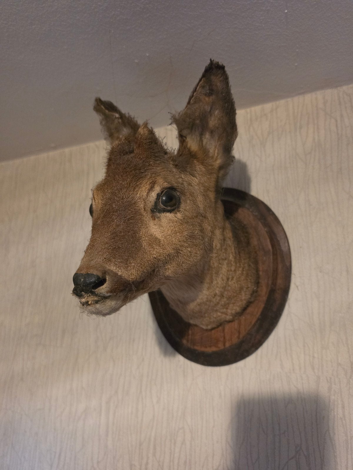 Ree kop, Verzamelen, Dierenverzamelingen, Ophalen, Gewei of Kop