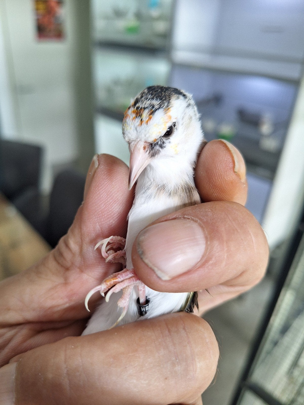parva putter pop, Dieren en Toebehoren, Vrouwelijk, Wildzangvogel, Geringd