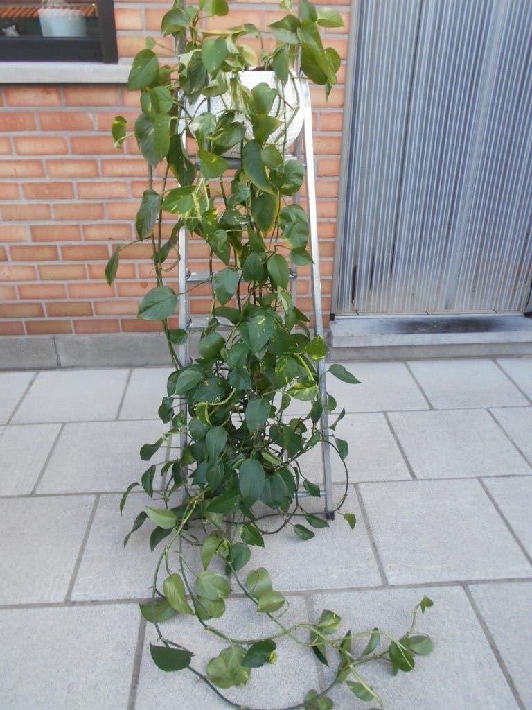 kamerplant, Autres espèces, Ombre complète, En pot, Enlèvement