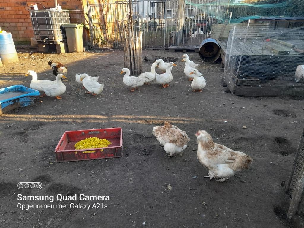 Carotte de Pékin en trop - 11 mois - prête à pousser