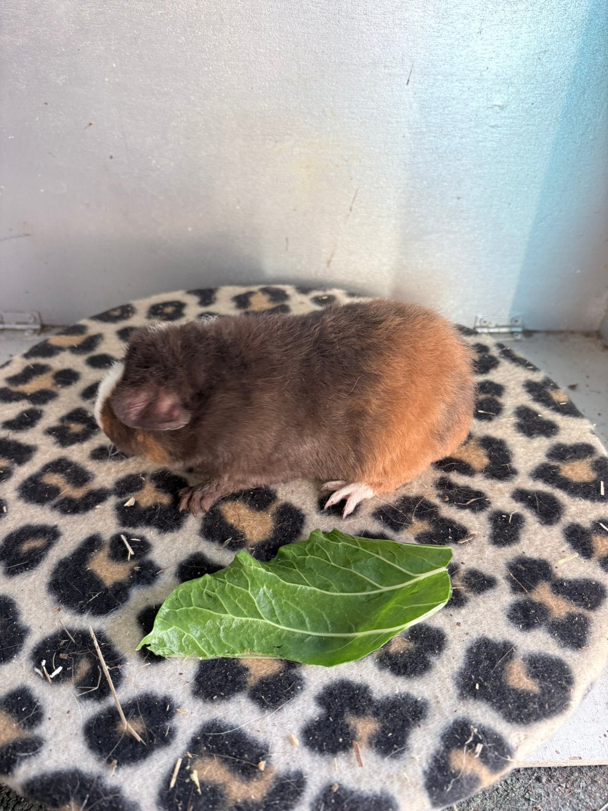 Us teddy. Beertje, Dieren en Toebehoren, Cavia, Augustus, Mannelijk, Tam