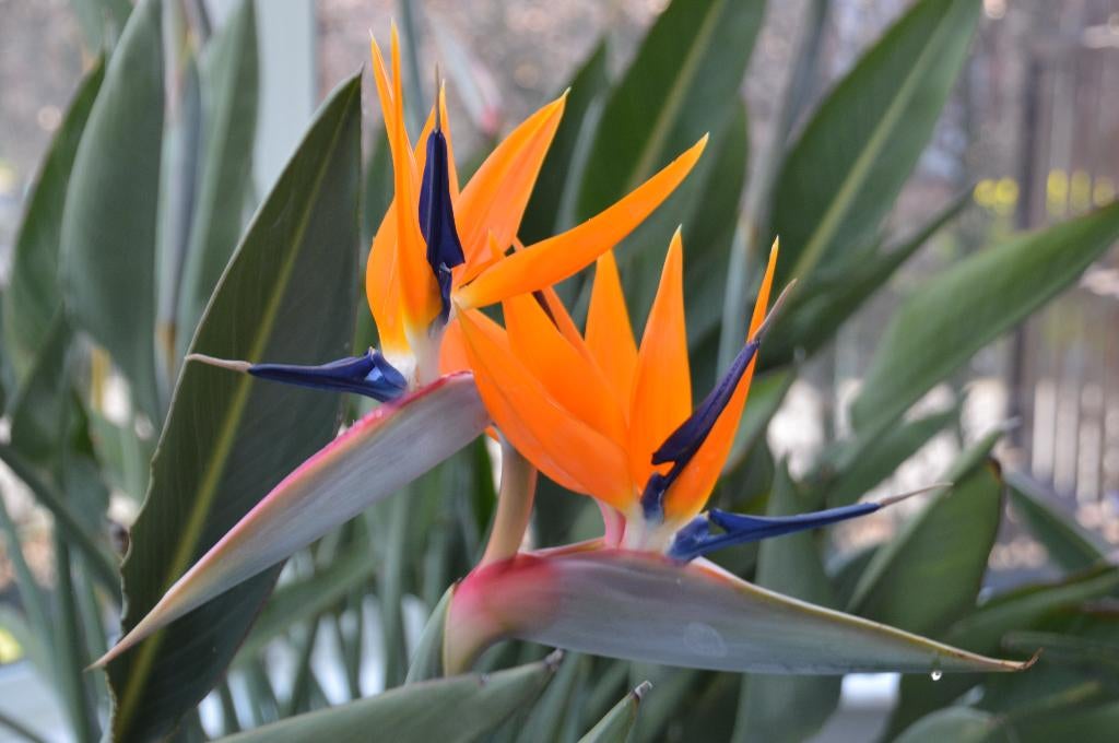 Strelitzia, Autres espèces, Printemps, Plein soleil, Enlèvement