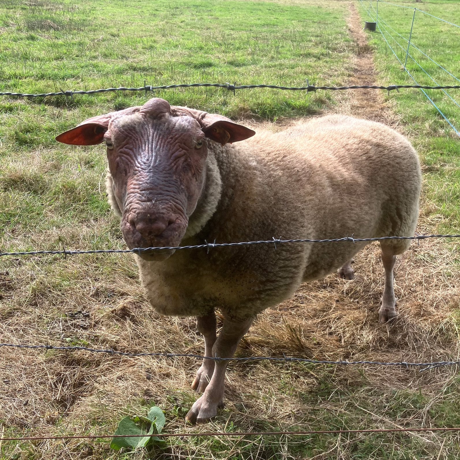 Schapen voor de fokkerij, Dieren en Toebehoren, Schaap