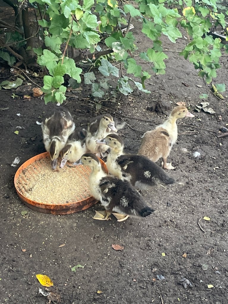 Barberie eenden, Dieren en Toebehoren, Pluimvee
