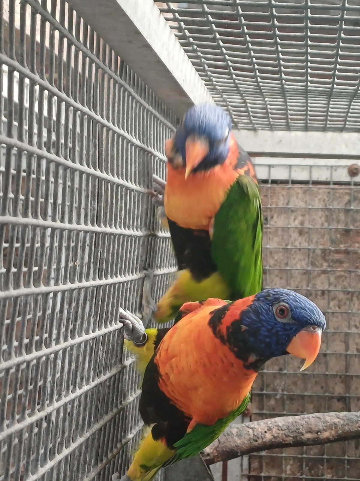 Couple reproducteur de loris rubritorquis, Animaux & Accessoires, Oiseaux | Perruches & Perroquets