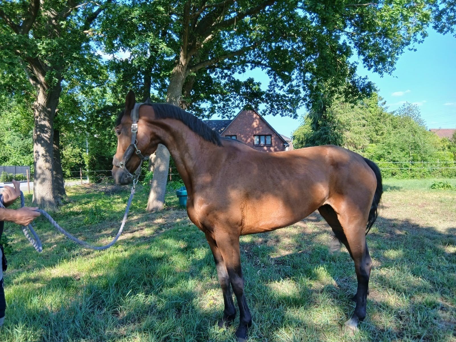 2 meries, Dieren en Toebehoren, Paarden