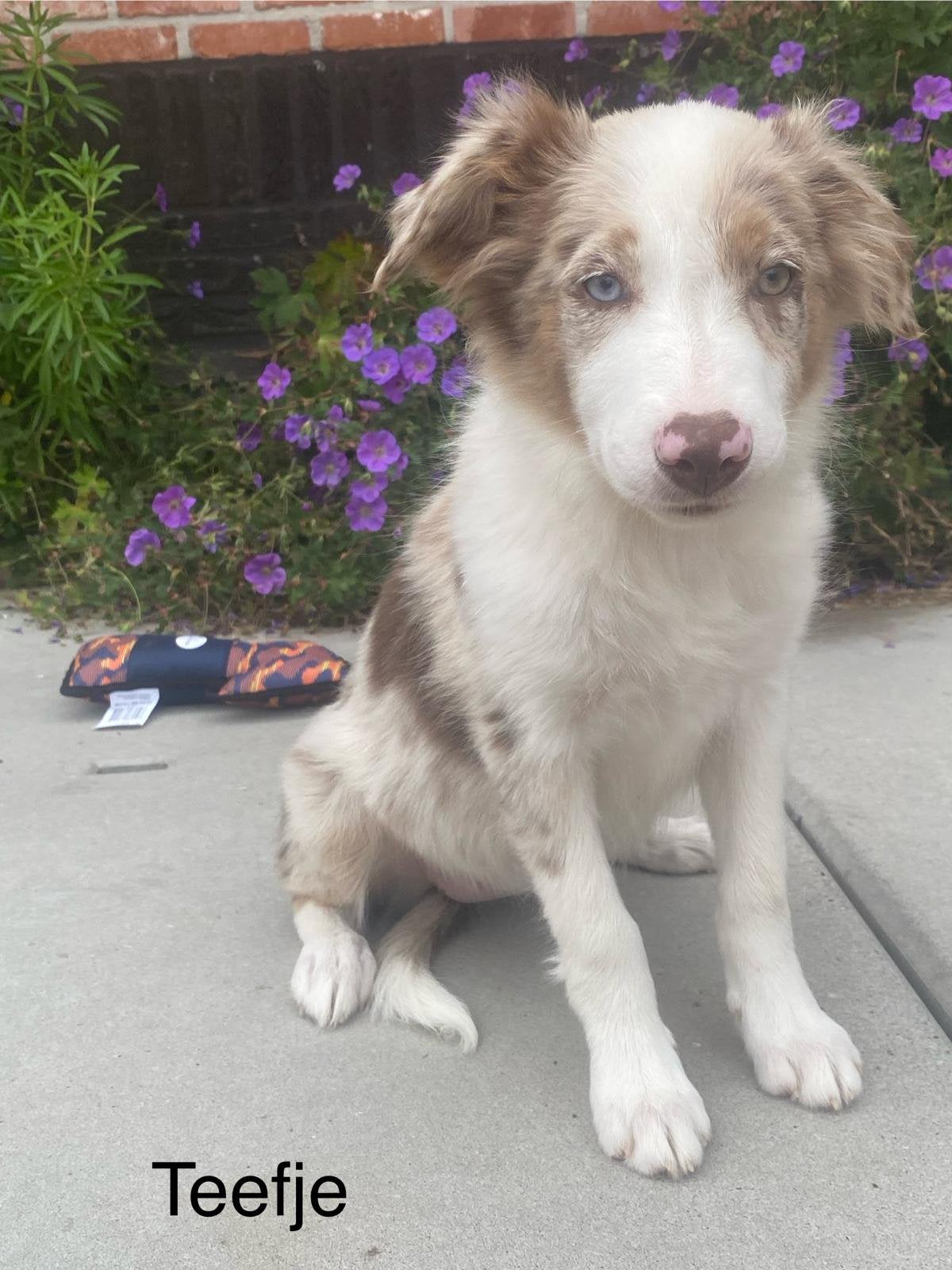 Border collie pups, België, 15 weken tot 1 jaar, CDV (hondenziekte), Collie
