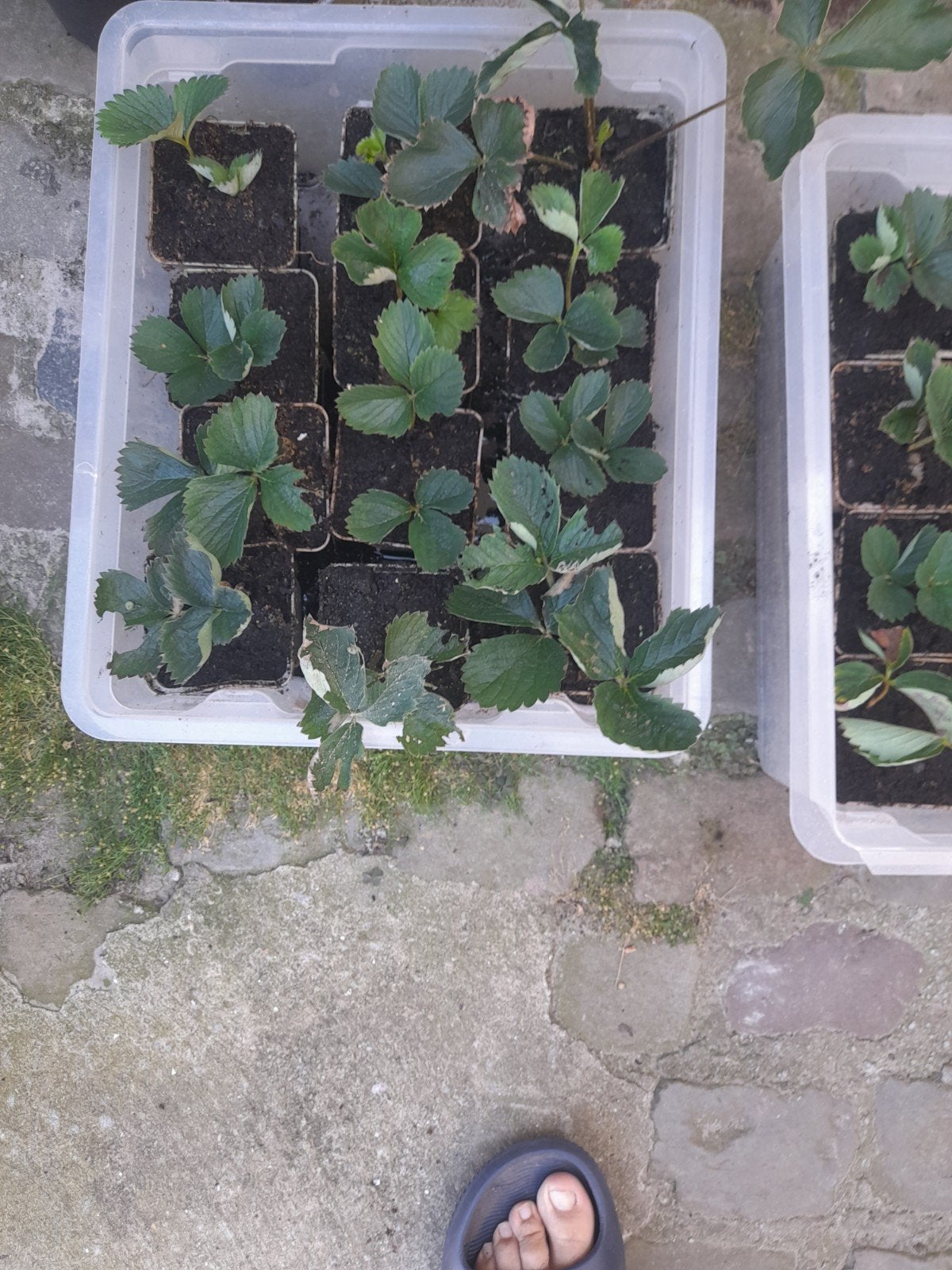 Aardbeiplantjes te koop, Tuin en Terras, Ophalen