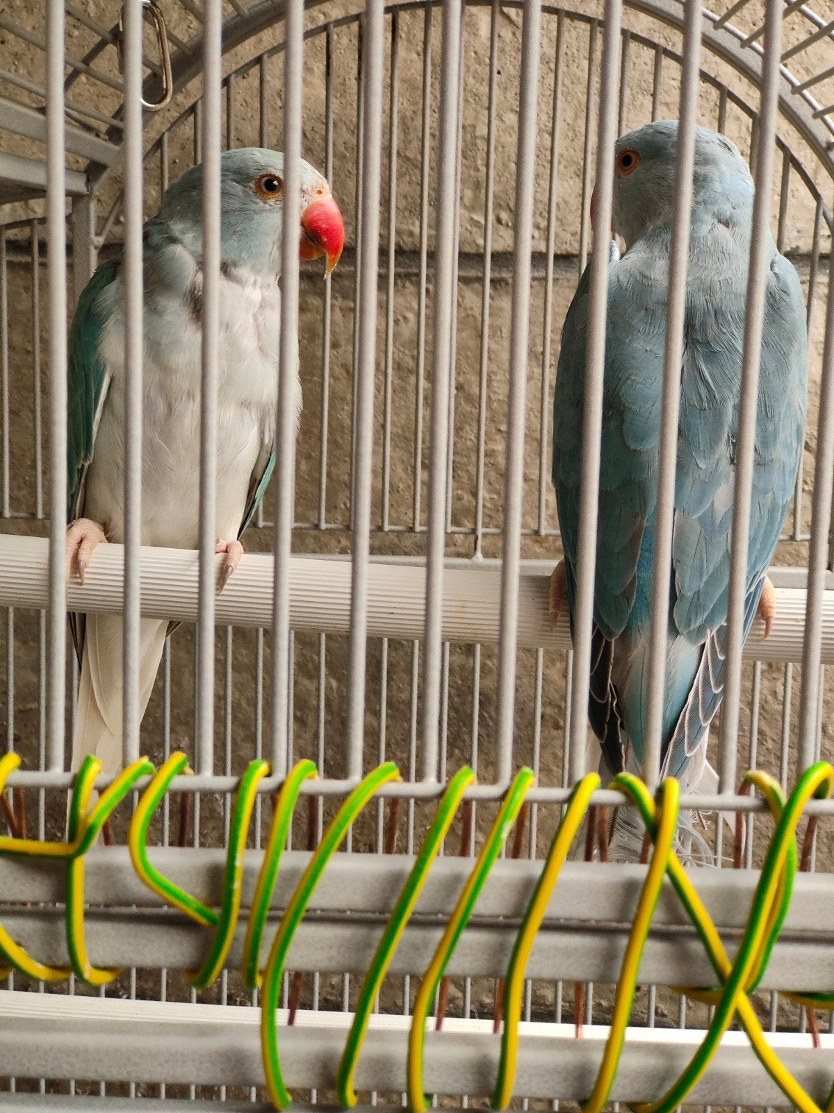 jeunes perruches à collier, Plusieurs animaux, Perruche, Bagué