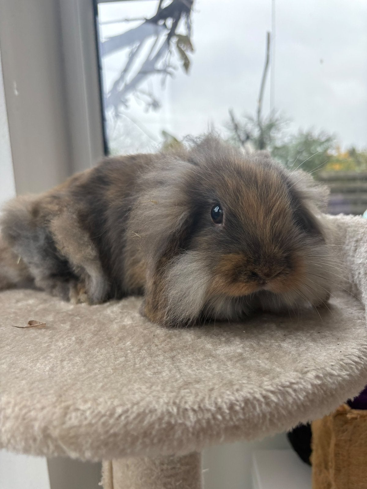 Baby konijntje te koop, Dieren en Toebehoren, Mannelijk, Klein, Hangoor, 0 tot 2 jaar