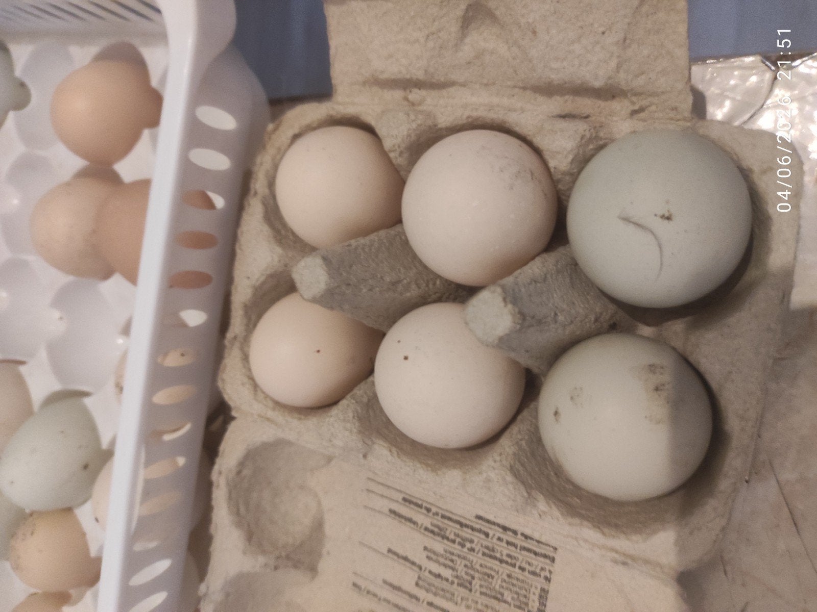 Des oeufs fécondés