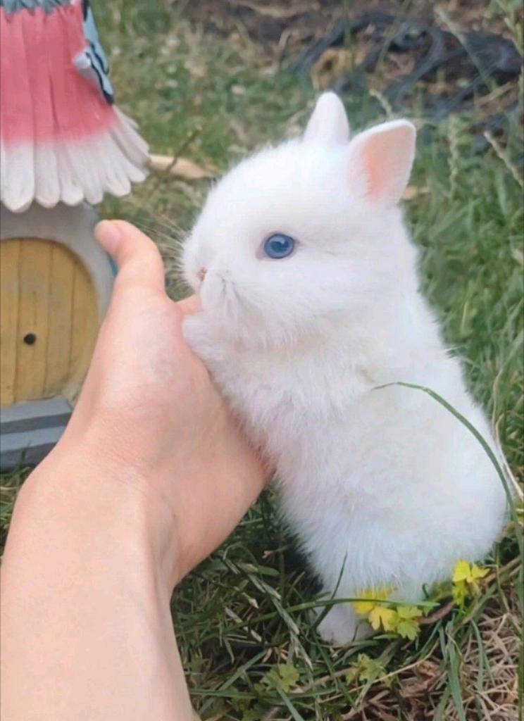 Magnifique lapin nain aux yeux bleus, Animaux & Accessoires, Lapins, Nain