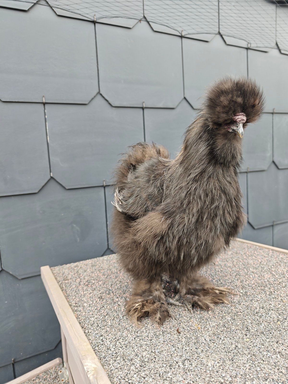 zijdehoender haantje van 10/5/26, Dieren en Toebehoren, Mannelijk, Kip