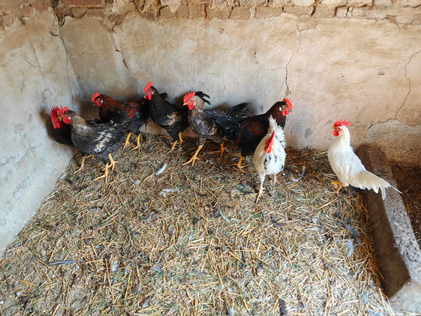Hanen te koop, Dieren en Toebehoren, Mannelijk, Kip