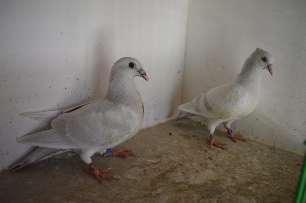 kleurpostduiven, Dieren en Toebehoren, Geslacht onbekend, Postduif