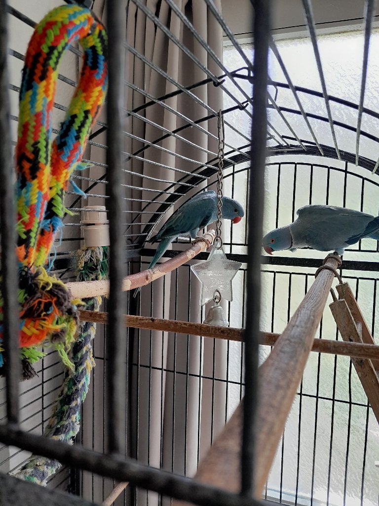 vogels, Mannelijk, Parkiet, Geringd