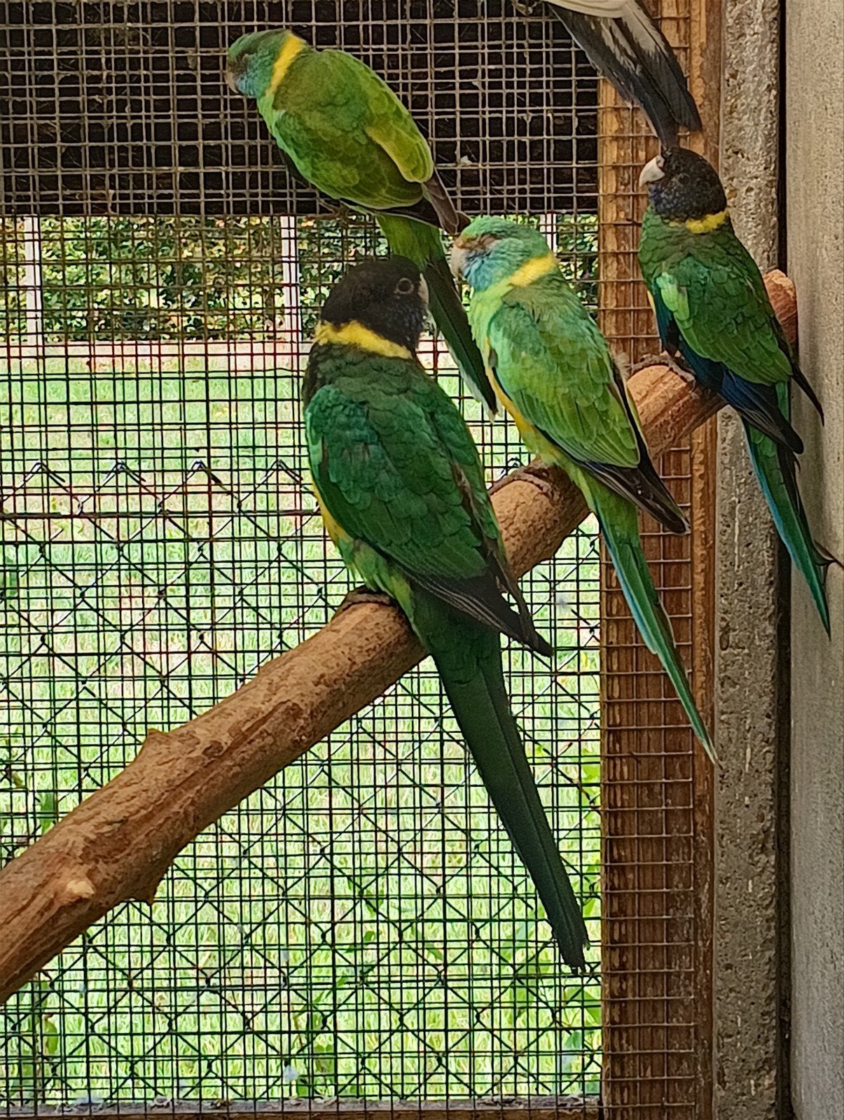 port lincoln, Plusieurs animaux, Perruche, Bagué