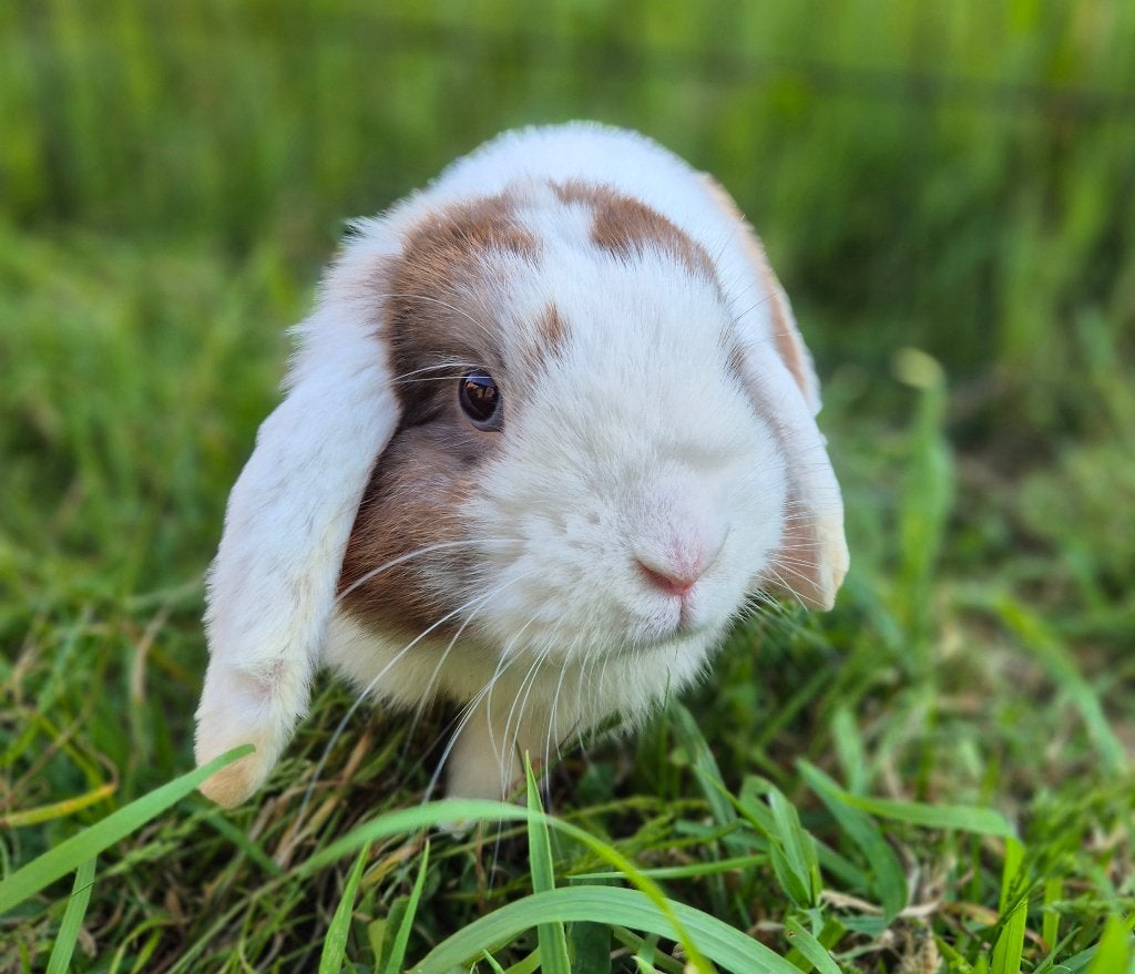MINILOP RAM, Mannelijk, Klein, Hangoor, 0 tot 2 jaar