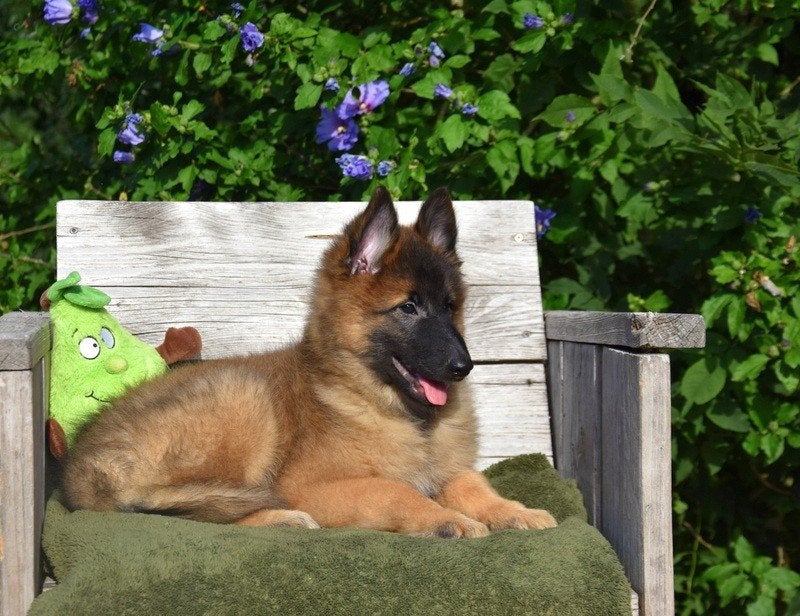 Prachtige Tervurense Herder pup, Dieren en Toebehoren, Honden | Herdershonden en Veedrijvers, Parvo, België, Reu, 8 tot 15 weken