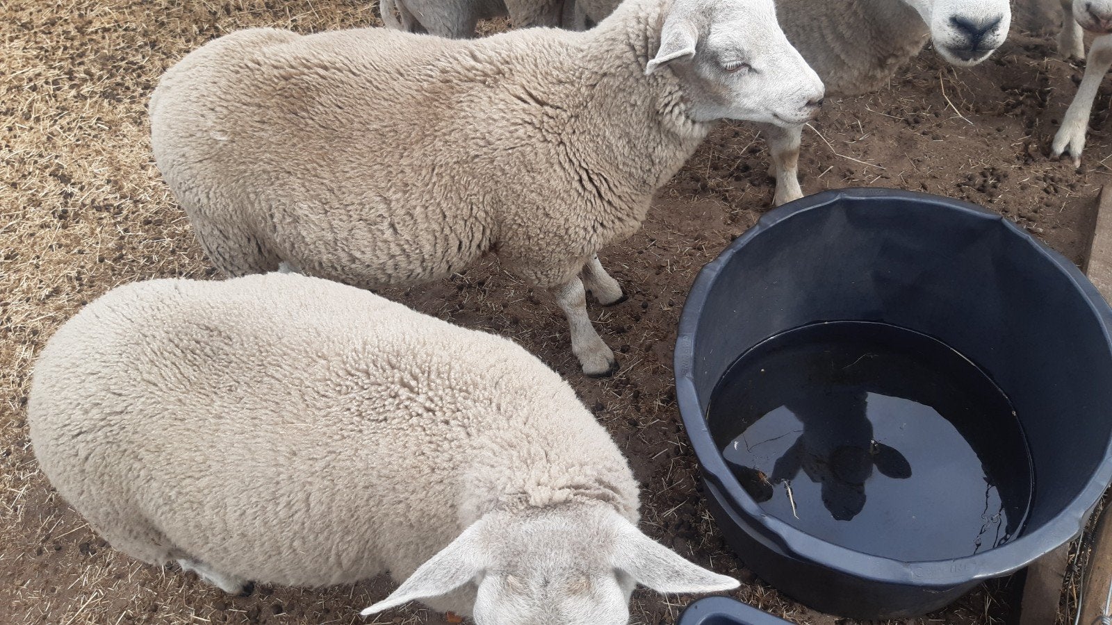 Jonge Engelse texel ooien