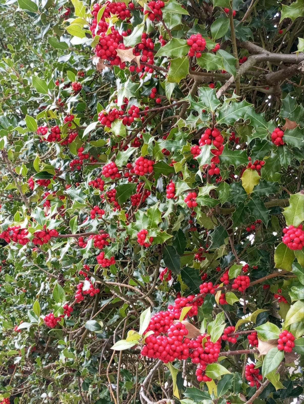 hulst takken voor kerstmis, Ophalen
