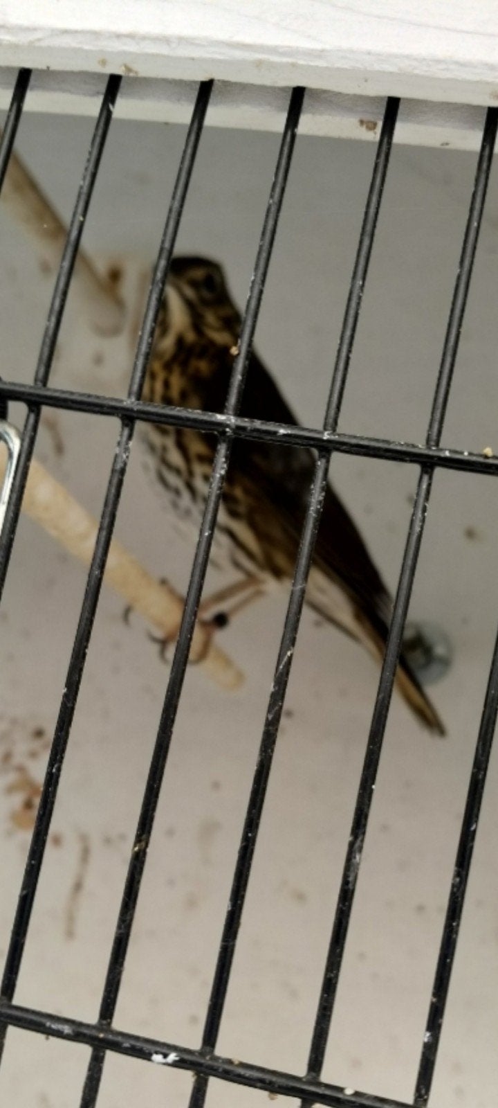 1-0 grive mâle, Mâle, Oiseau chanteur sauvage, Bagué