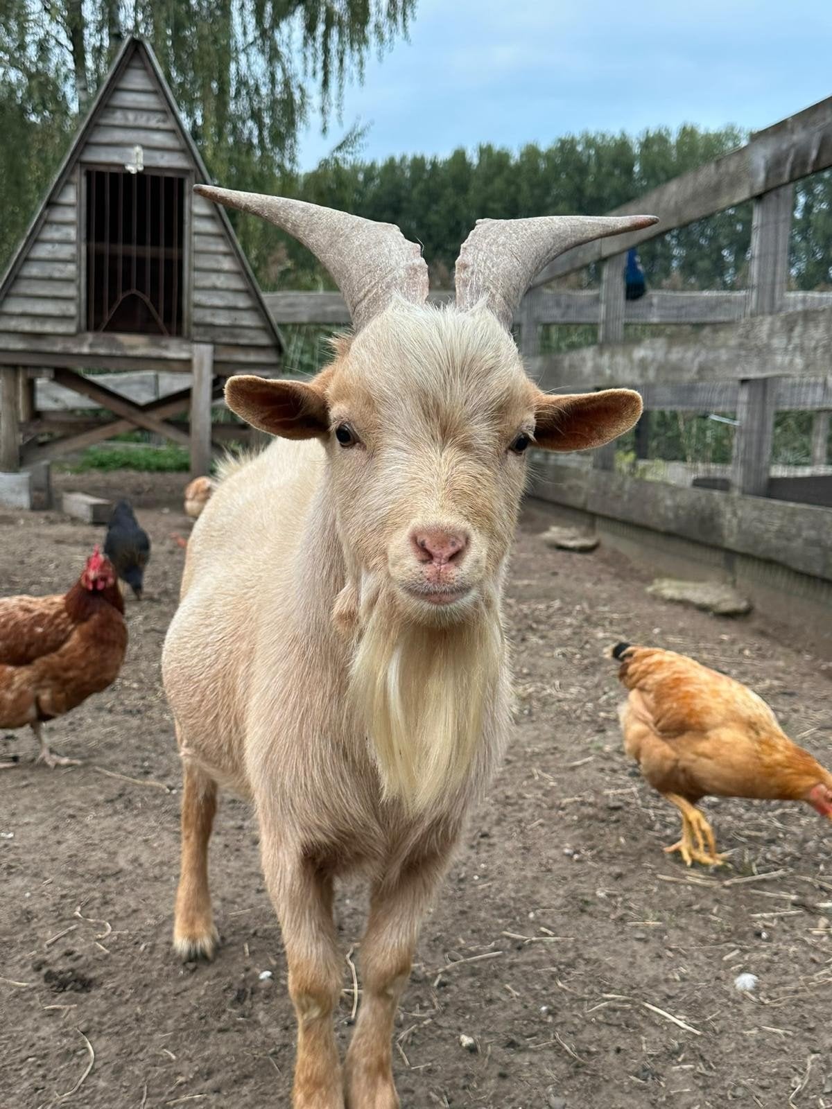 geitenbok, Dieren en Toebehoren