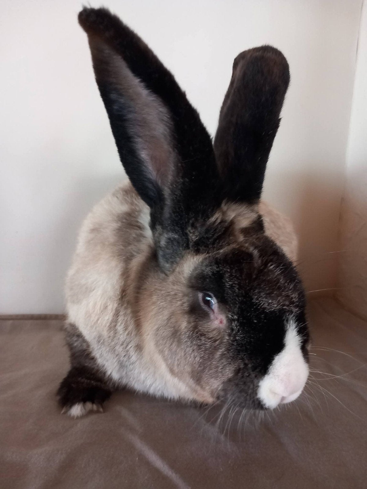 Duitse reus ram, Mâle, Grand, 0 à 2 ans