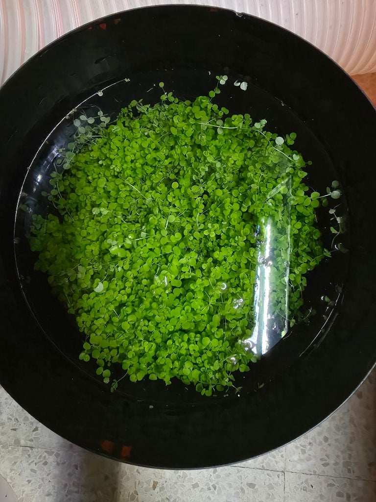 Aquariumplanten, Animaux & Accessoires, Poissons | Aquariums & Accessoires, Enlèvement, Neuf, Plante(s), Pierre ou Bois, Autres marques