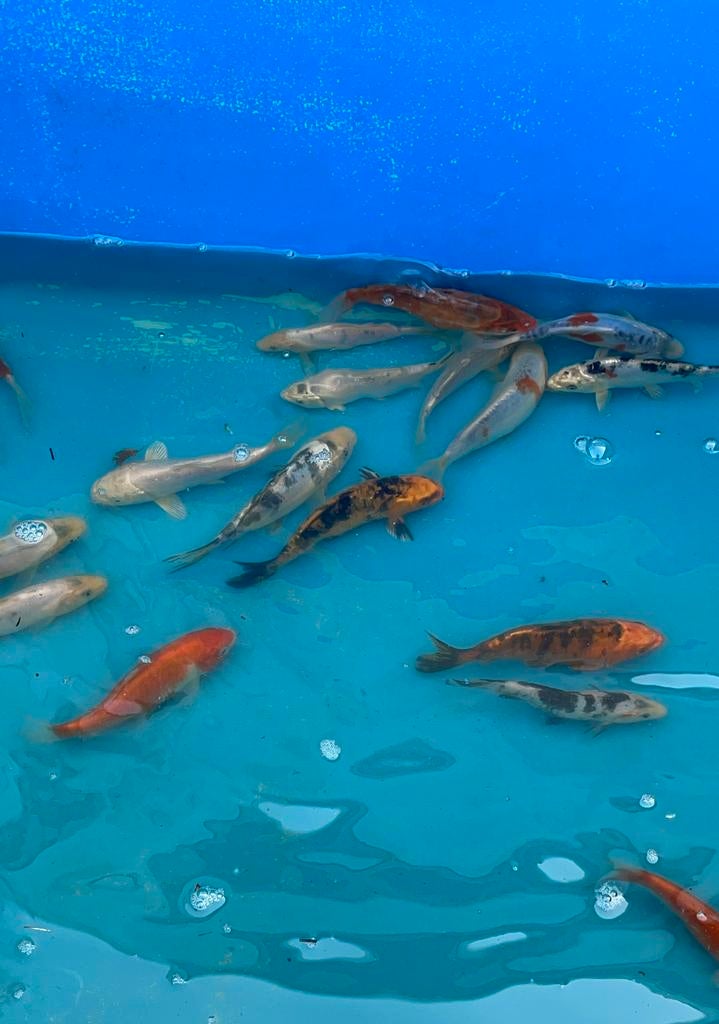 Koi B 15-20cm, Karper of Koi