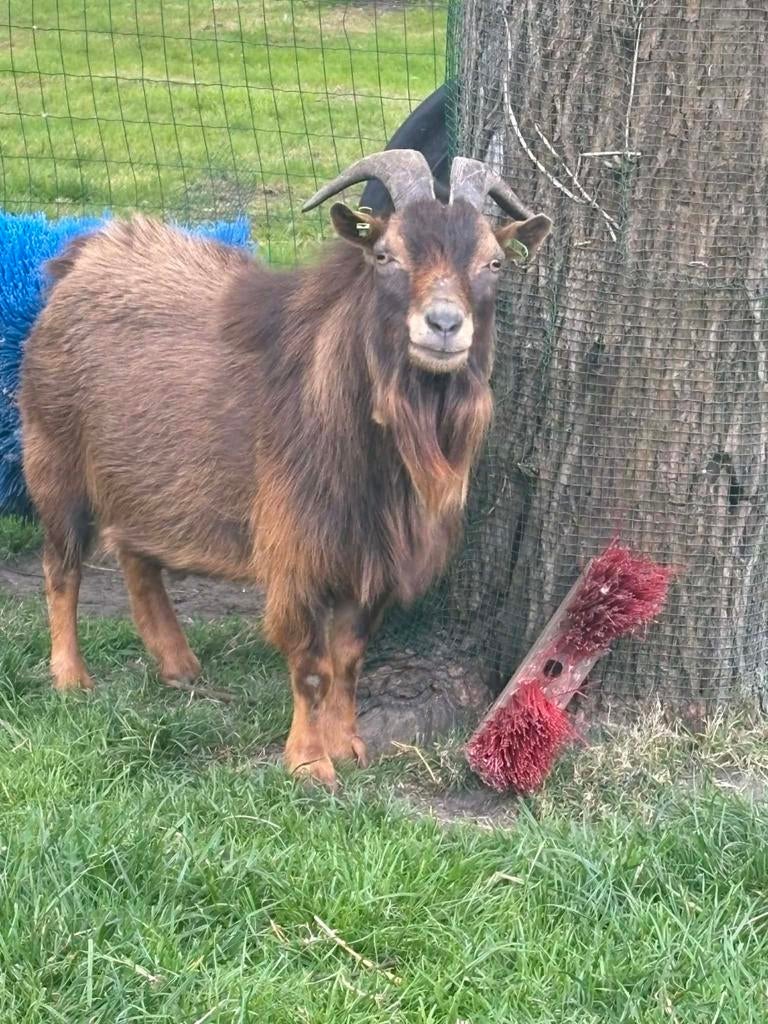 Geitenbok te huur, Dieren en Toebehoren, Schapen, Geiten en Varkens