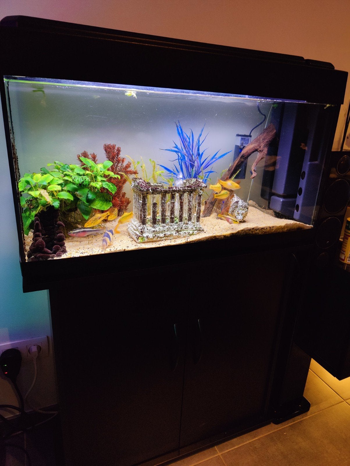 Aquarium 100 liter met heel veel gratis extras, Enlèvement, Poissons inclus, Utilisé, Aquarium d'eau douce rempli