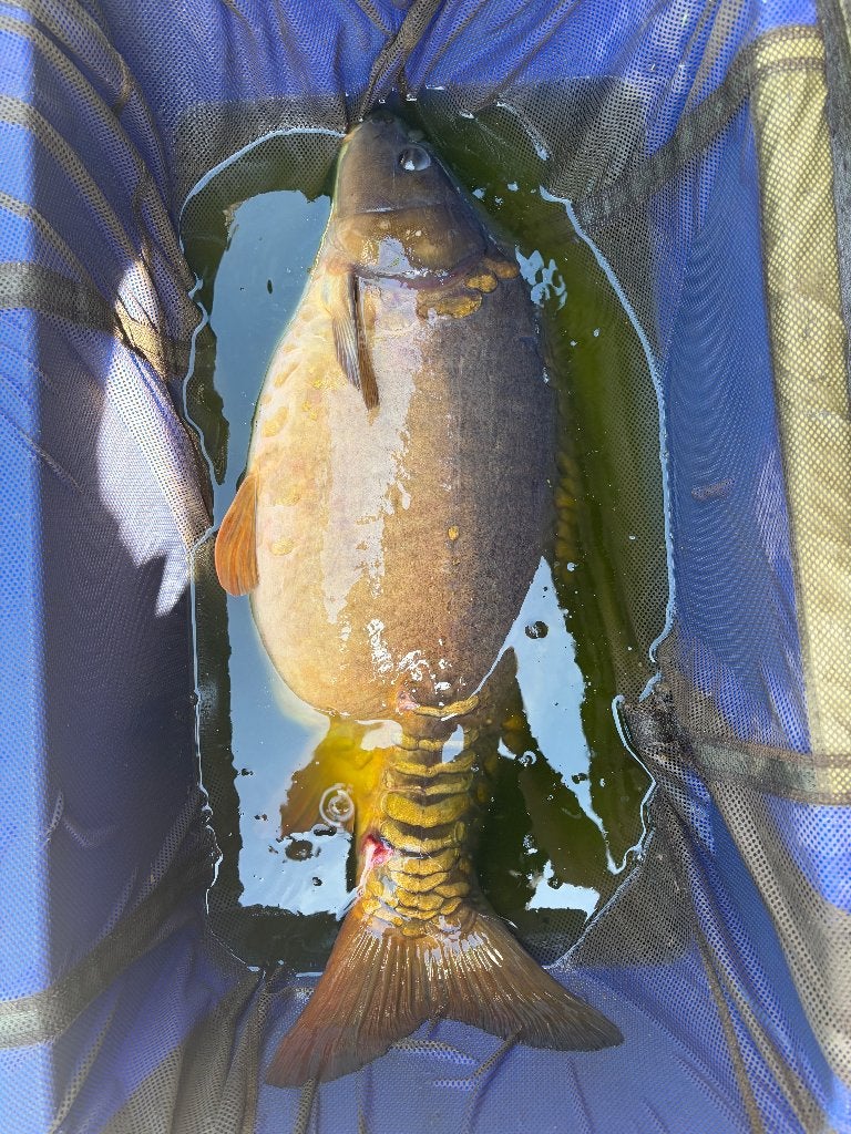 karpers mix 3-10kg, Karper of Koi