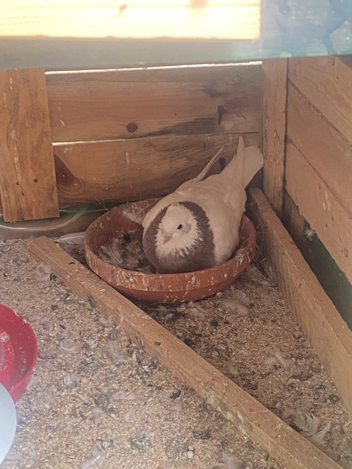 Te koop Duiven, Dieren en Toebehoren