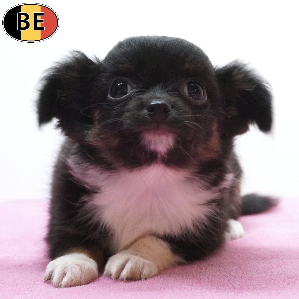 Chihuahua à poil long, adorables chiots à vendre (belges), Commerçant, Maladie de Carré (chiens), 8 à 15 semaines, Plusieurs