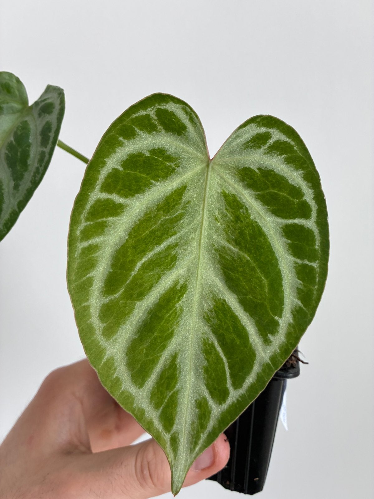 Anthurium silver blush mint, Ophalen