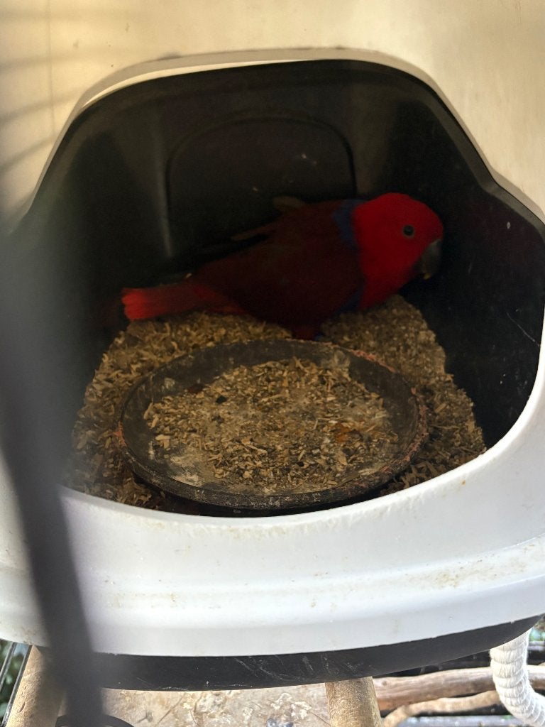Eclectus, Femelle, Perroquet, Bagué