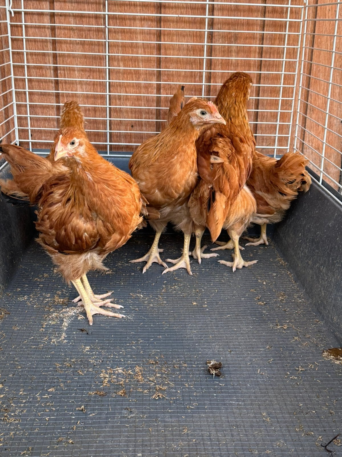 Legkippen en hanen legras, Animaux & Accessoires, Volatiles, Plusieurs animaux, Poule ou poulet