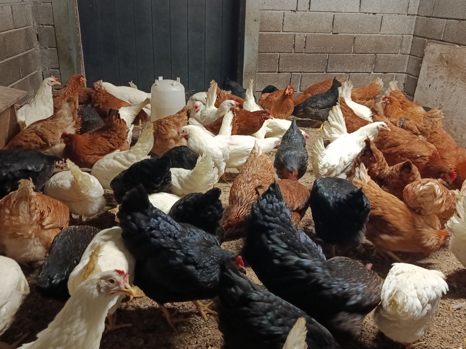 Herfstpromo jonge legkippen, laatste kans !!, Poule ou poulet
