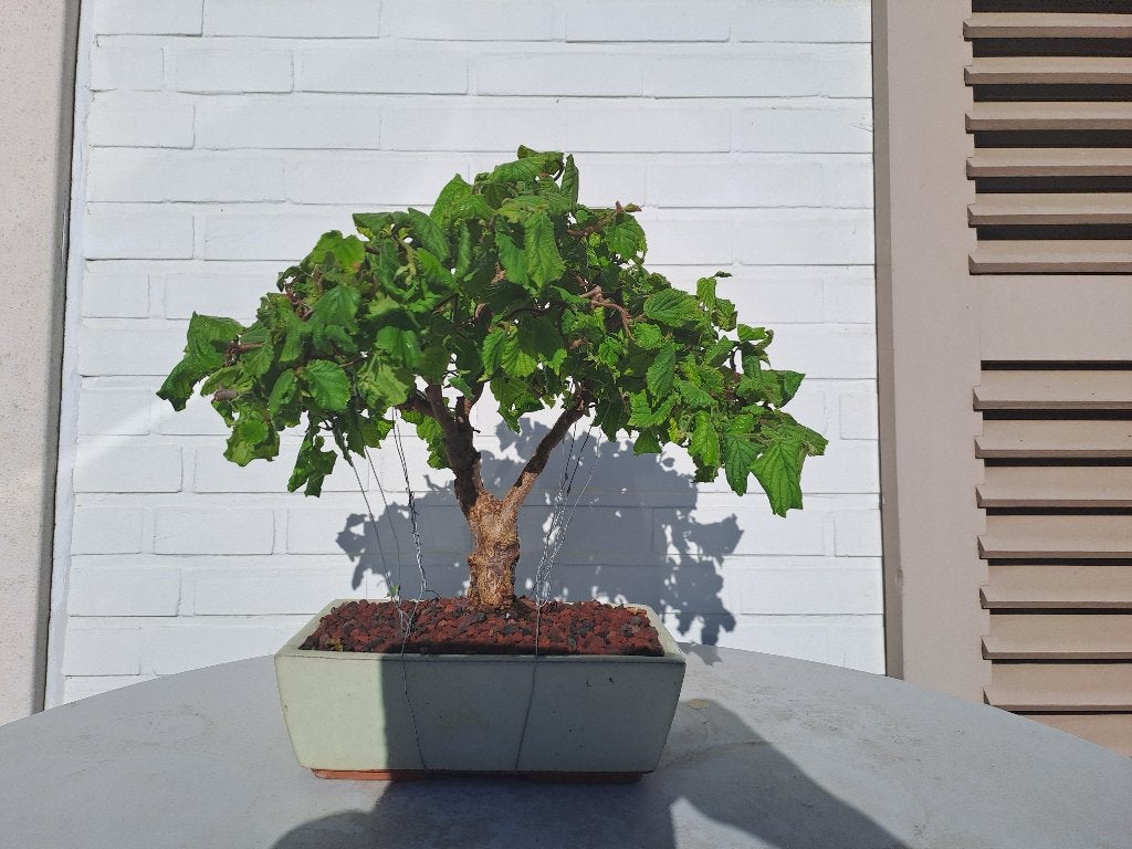 Bonsai van krulhazelaar, Jardin & Terrasse, Plantes | Arbres, En pot, Autres espèces, Enlèvement, Ombre partielle