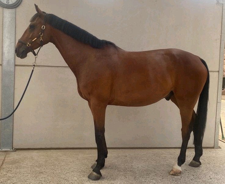 6 j springpaard, Dieren en Toebehoren, Paarden, Ruin, 165 tot 170 cm, Springpaard, 3 tot 6 jaar