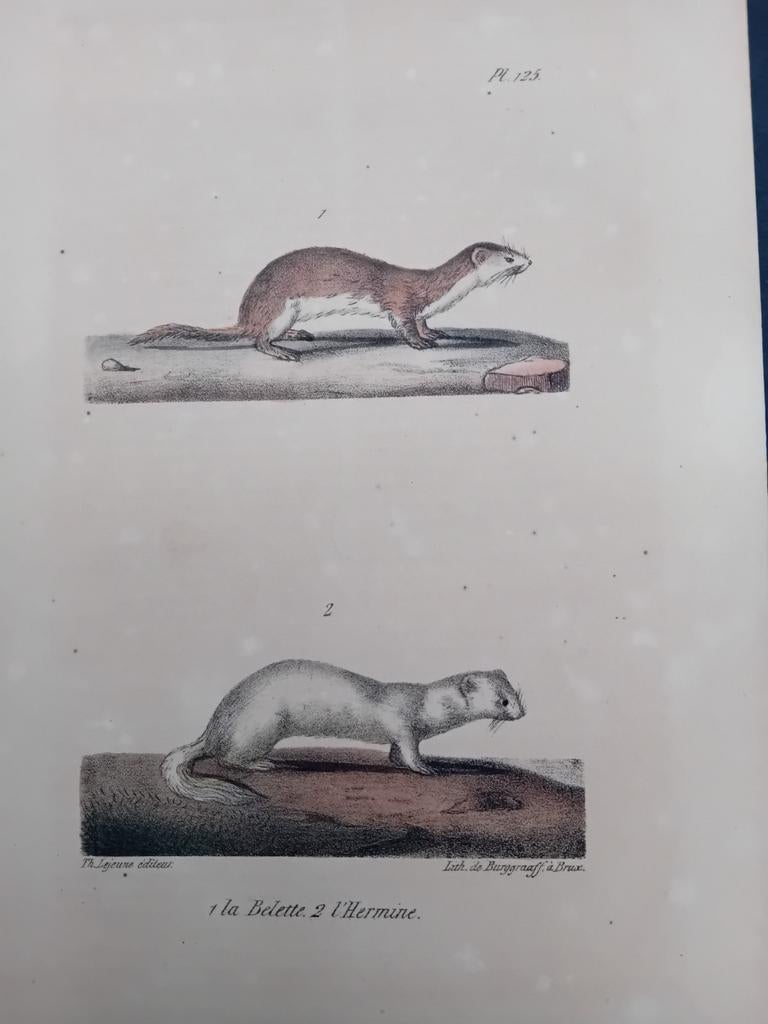 Antieke ets Hermelijn en Wezel lot 152, Ophalen of Verzenden