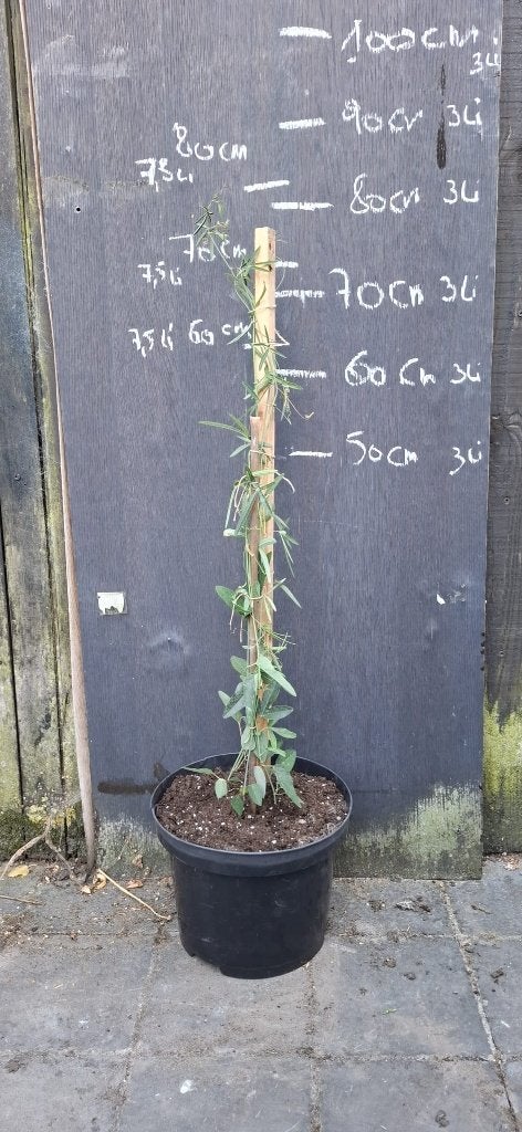 Passiebloem passieflora klimplant, Tuin en Terras, Planten | Tuinplanten, Ophalen, Volle zon, Vaste plant, Klimplanten